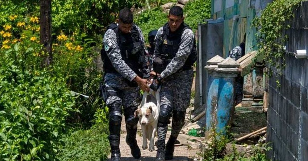 Un perro lucha por sobrevivir tras ser impactado con arma de fuego en Sinaí, San Miguelito ¿Cómo pasó?