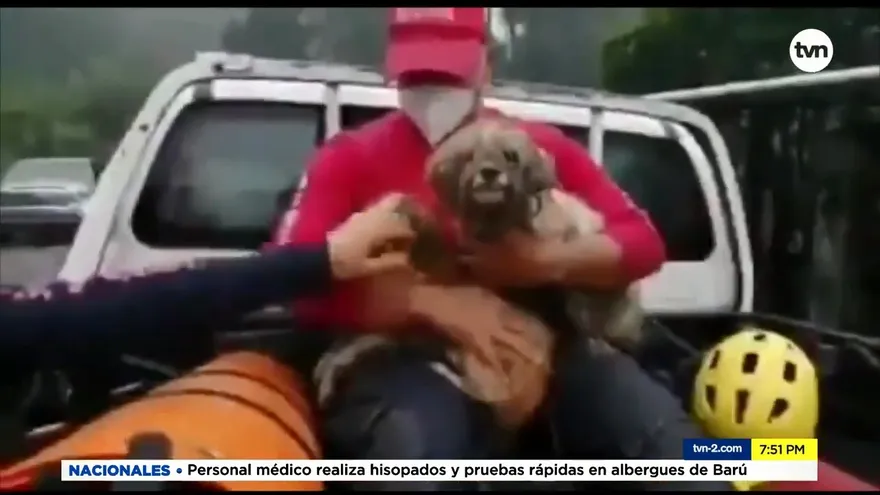 Rescatan varios animales en medio de las inundaciones