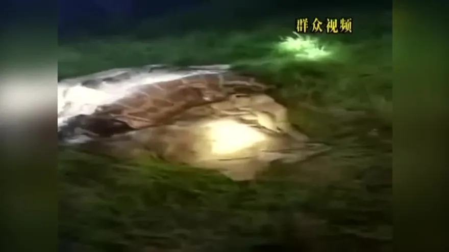 Pitón gigante capturada al engullir cabra