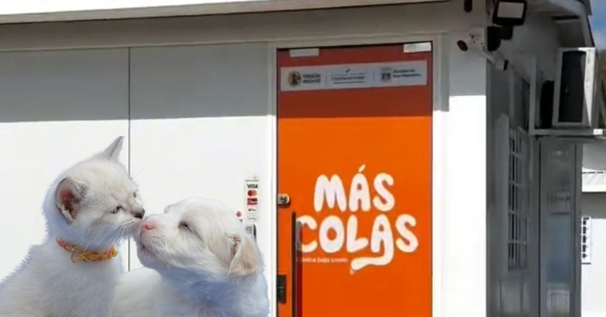Inauguran 'Más Colas', la primera clínica veterinaria municipal del país en San Miguelito: Esto es todo lo que debe saber
