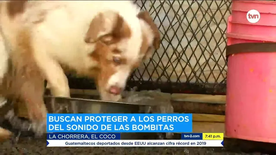 Buscan protección para perros en hotel especial para ellos