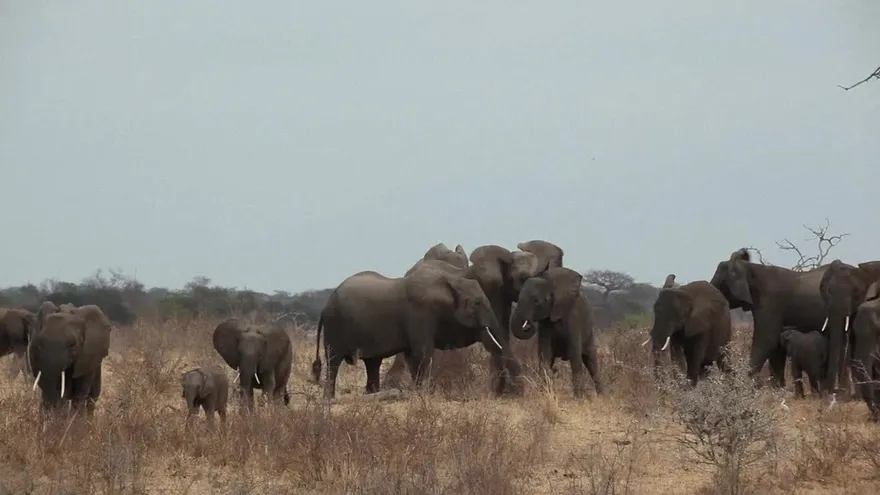 La Tierra perdió el 60% de sus animales salvajes en 44 años