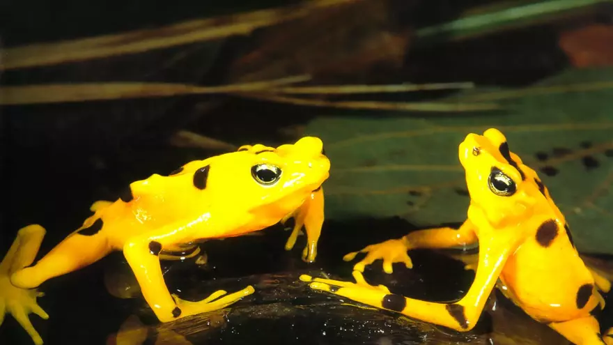Rana dorada en peligro crítico de extinción