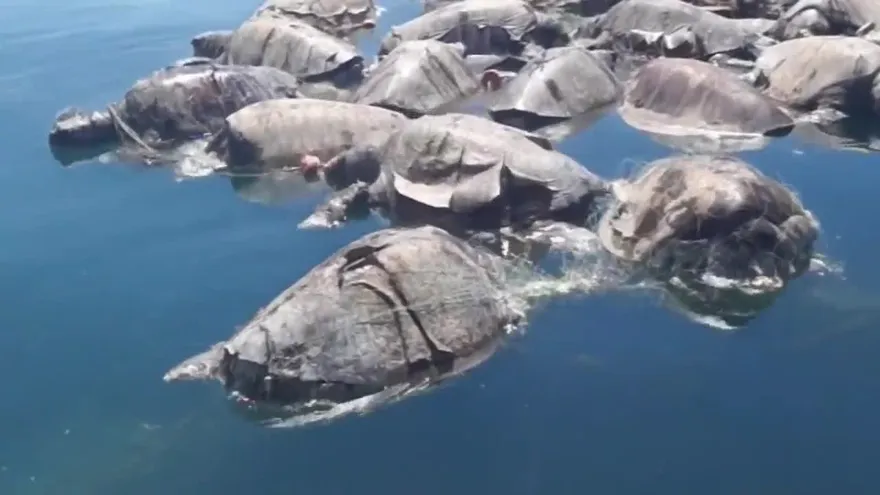 Cerca de 300 tortugas murieron en redes de atún en México