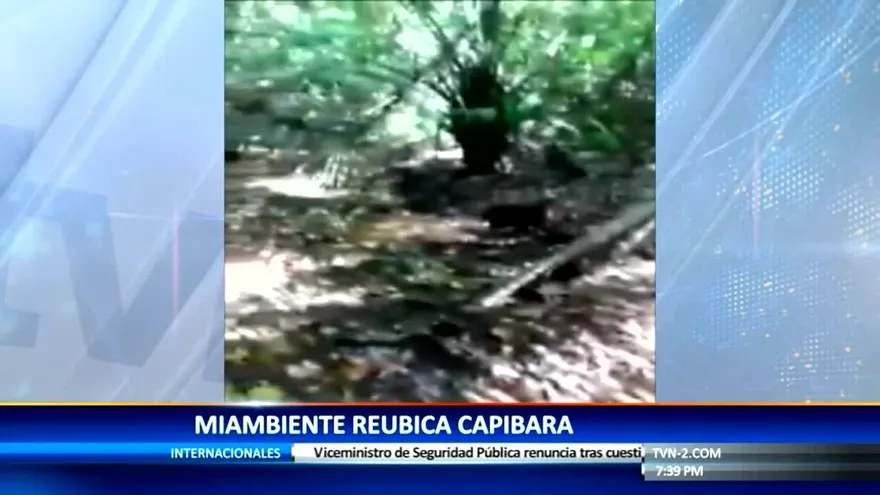 MiAmbiente reubica capibara