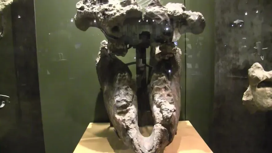 Hallan fósiles de pez y mosca de 60 y 90 millones de años en México