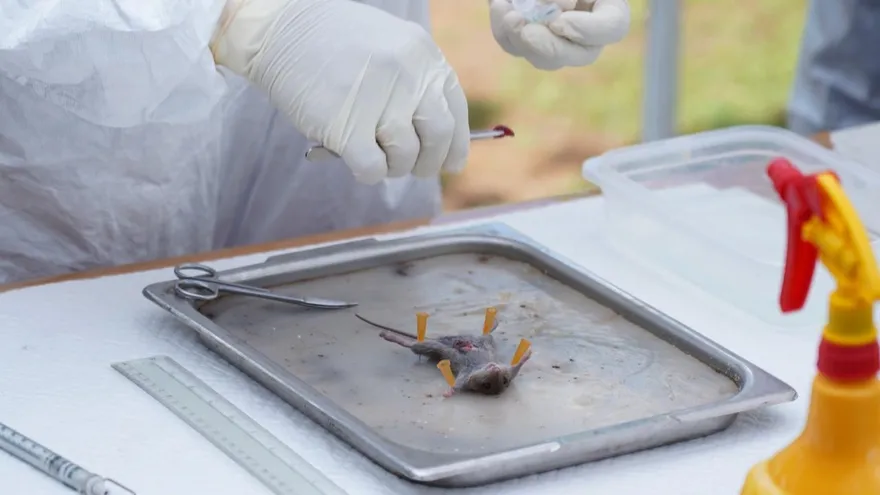 Minsa refuerza vigilancia epidemiológica ante casos de hantavirus en Montijo