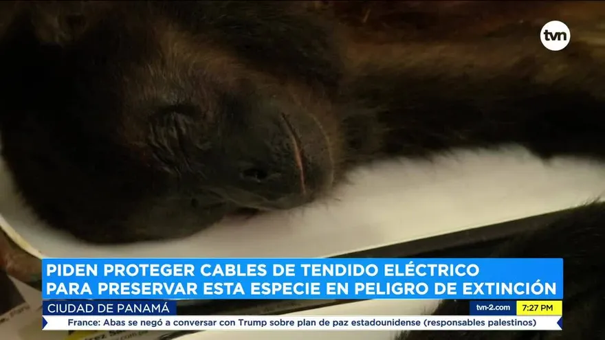 Denuncian que monos aulladores de Azuero están muriendo electrocutados