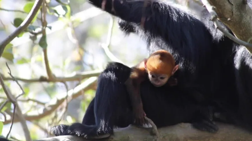 El nuevo habitante increíblemente raro del zoo de Australia