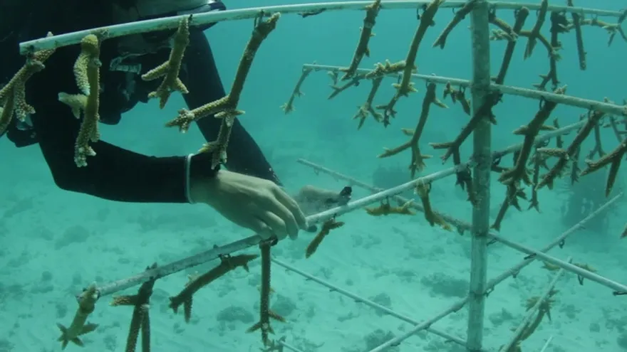 Los jardineros de corales de Miami