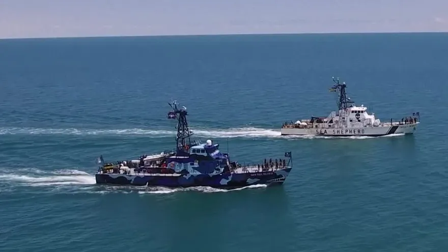 Armada mexicana se une a activistas para salvar a vaquita marina