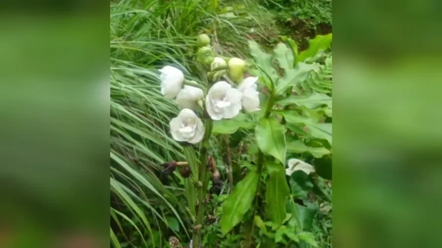 La Flor del Espíritu Santo, un símbolo en peligro de extinción