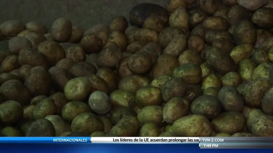 ¿Podría subir el precio de la papa en los próximos días?