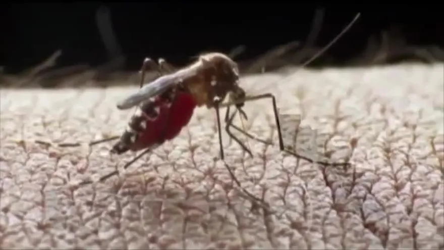 Se redobla vigilancia en comarca Guna Yala sobre relación zika-microcefalia