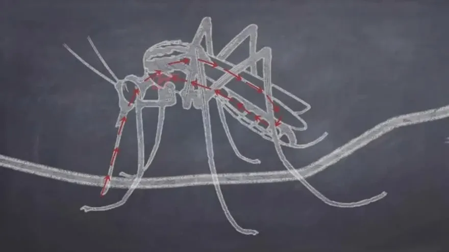 Panamá mantiene vigilancia estricta por casos de microcefalia en niños