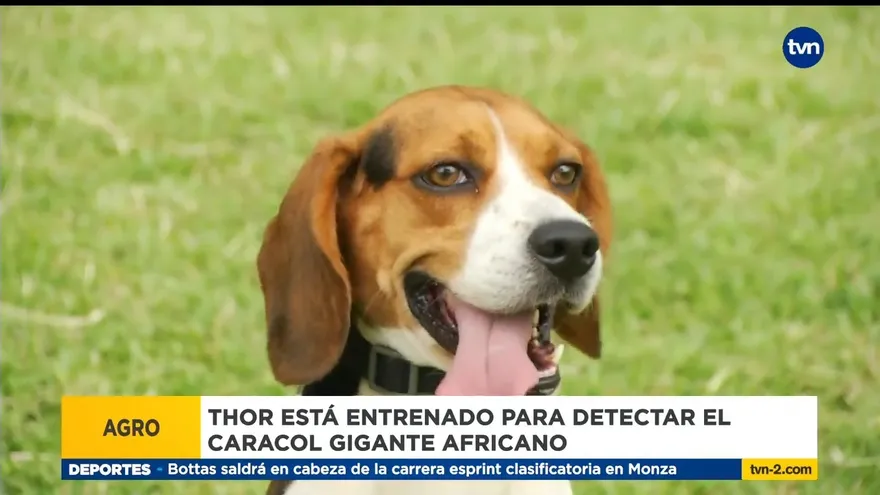 Autoridades incautan productos cárnicos en Aeropuerto de Tocumen