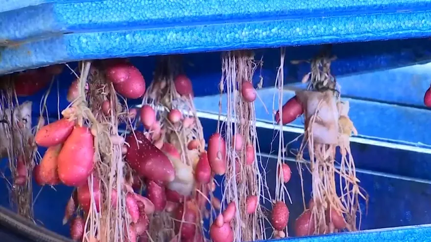 Semilla de papa panameña, la nueva innovación del Idiap