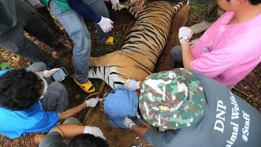 Fallecen 86 de 147 tigres que fueron rescatados de un templo tailandés