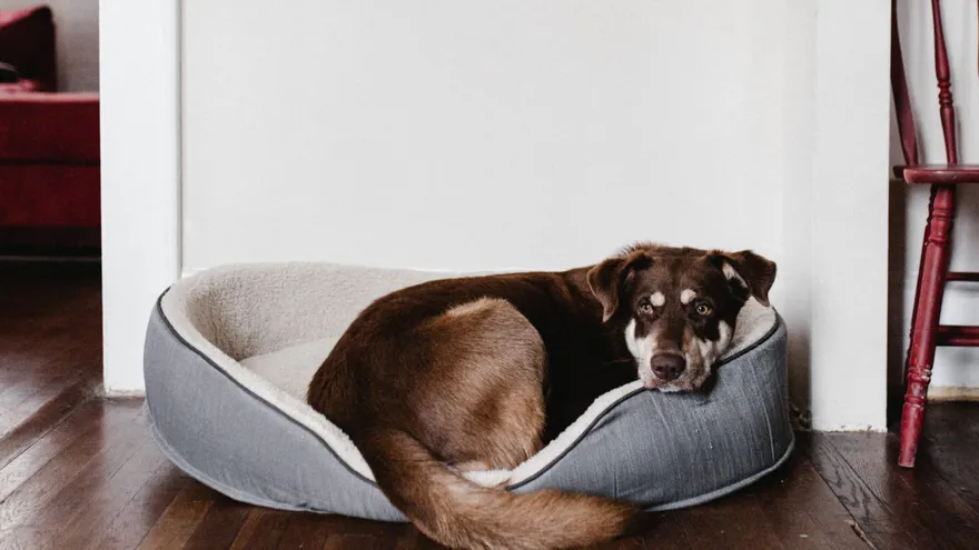 Cuidado de las mascotas en el hogar
