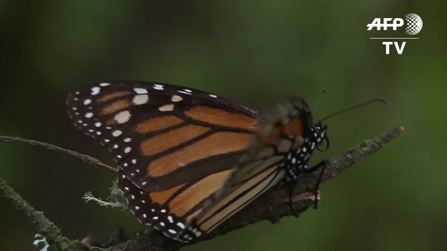 La salvación de las mariposas monarcas