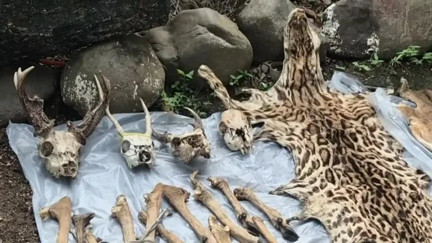 La cacería ilegal sigue siendo uno de los delitos ambientales de mayor incidencia