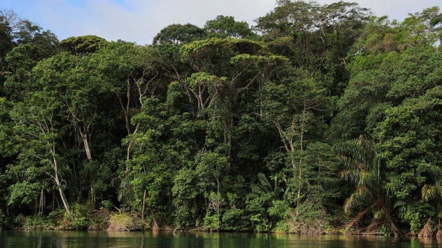 Ecosistema de ríos y bosques en Panamá