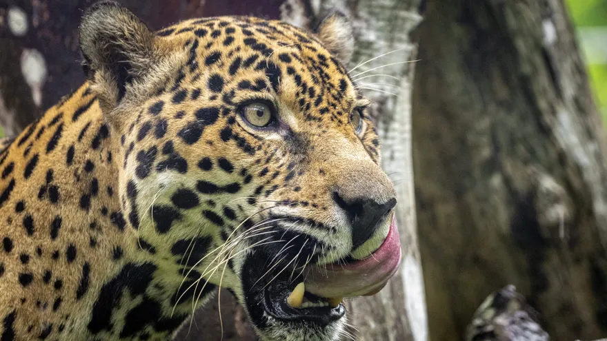 Imagen con fines ilustrativos de jaguar en Panamá.