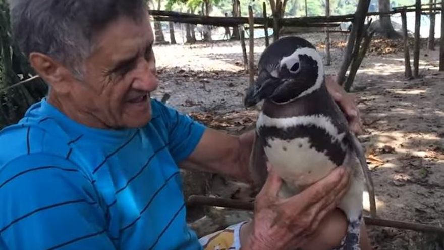 Dindim, el pequeño pingüino que ha conmovido el mundo