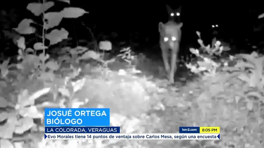 Conociendo al coyote panameño