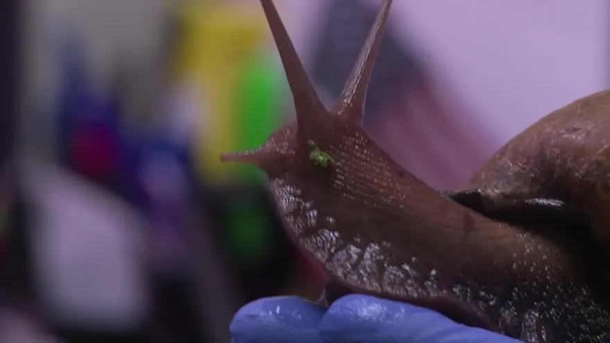 Florida lucha contra caracoles gigantes