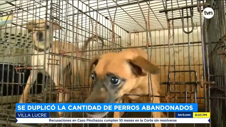 En pandemia se duplicó la cantidad de perros abandonado