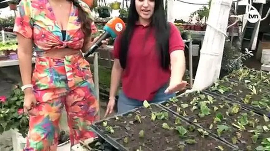 Nos fuimos a ver cultivos de fresa en Cerro Punta