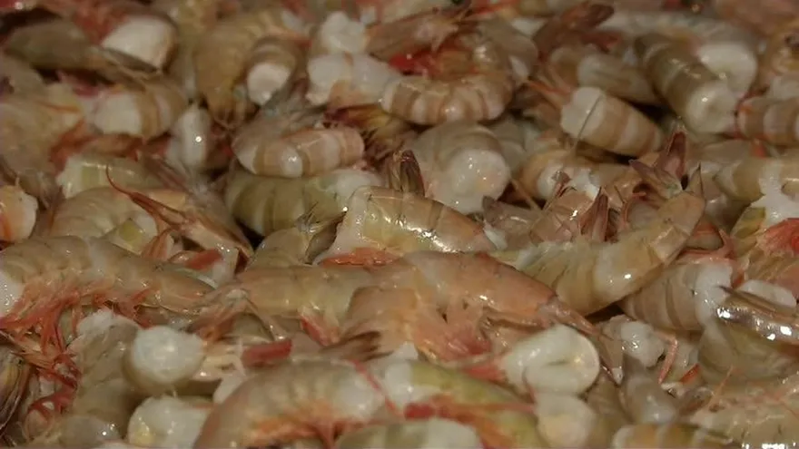 Se inicia segunda veda del camarón este jueves