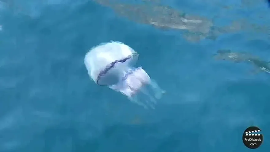 Cuídese de las aguas malas o medusas