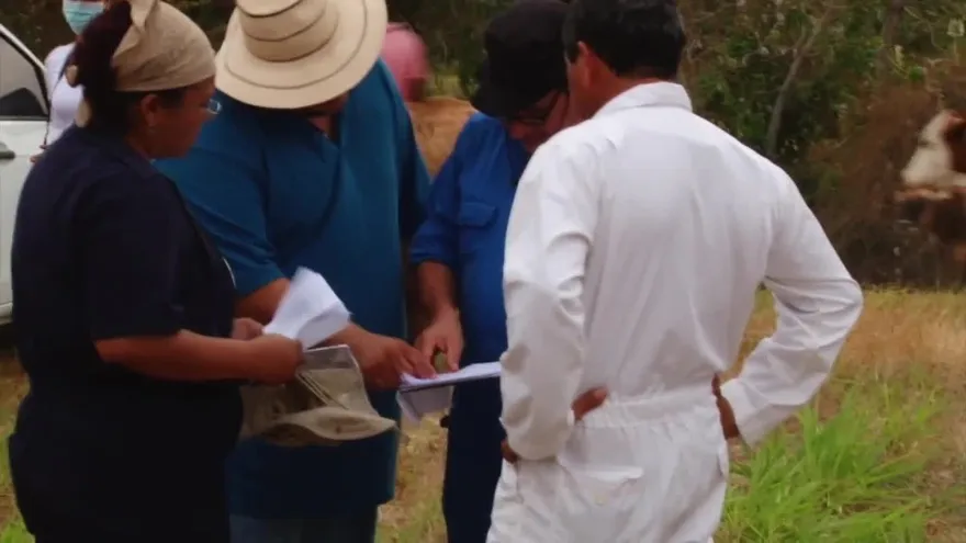 Sacrifican reses con tuberculosis en Antón