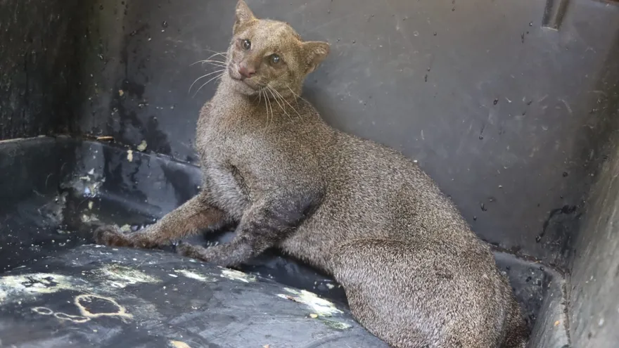 Yaguarundí rescatado en Herrera será trasladado para cirugía