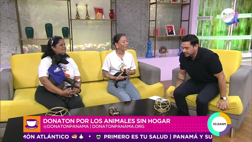 ¡Atención! Donaton por los animales sin hogar