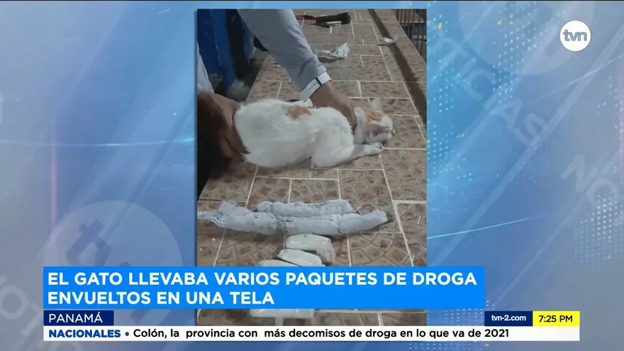 La historia del ‘Narcogato’ detectado en cárcel de Colón