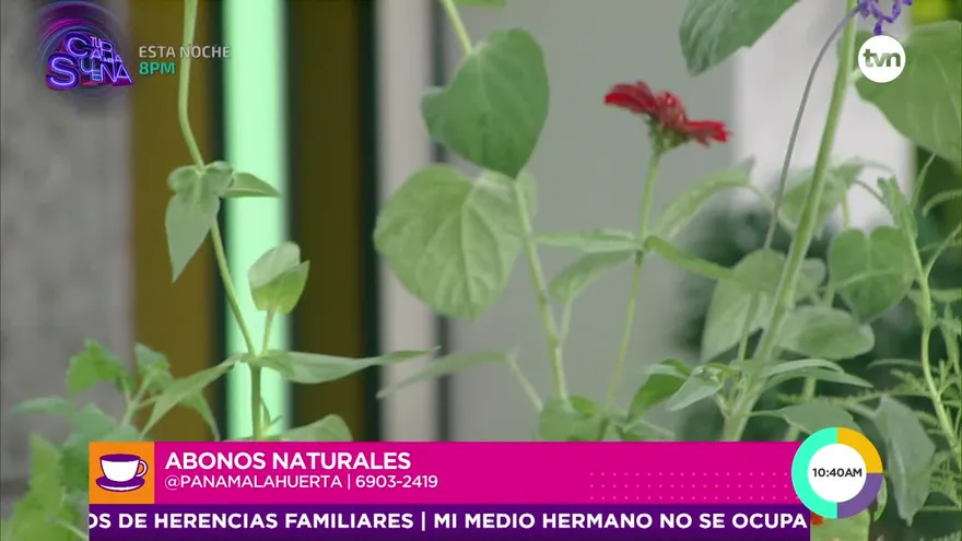 ¿Conoces cómo hacer abonos naturales? Panamá La Huerta