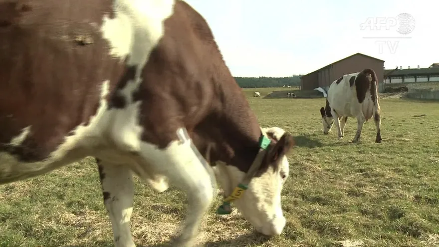OMS: consumo excesivo de carnes aumenta riesgo de cáncer
