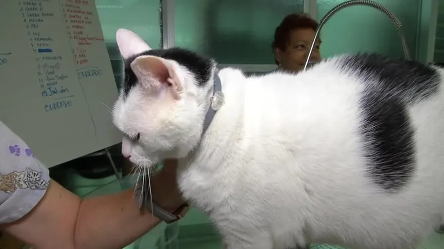 Cuidados de la mascota, una labor importante para preservarlas