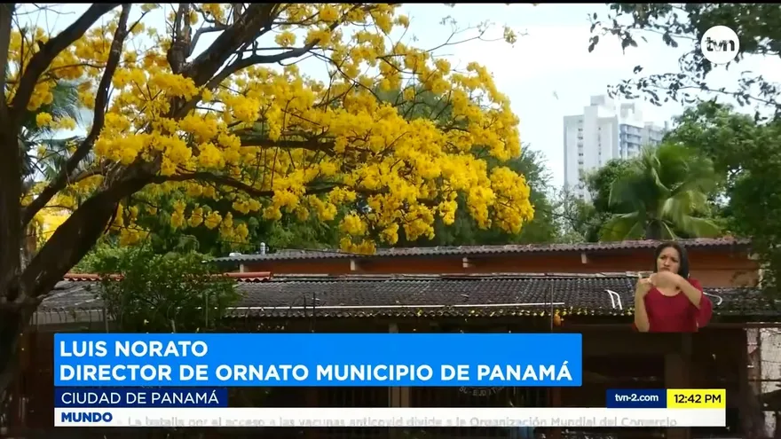 ¿Qué se hace para proteger a los guayacanes?