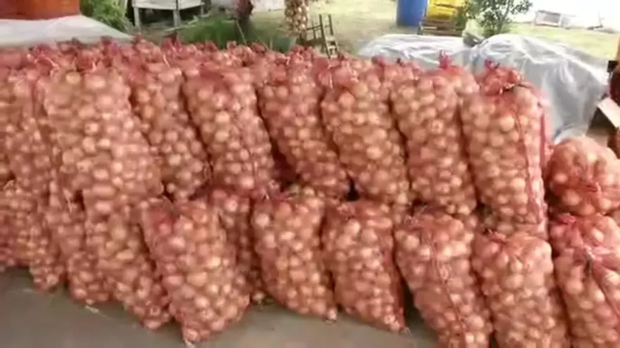 Productores piden al Gobierno no permitir importación de cebollas