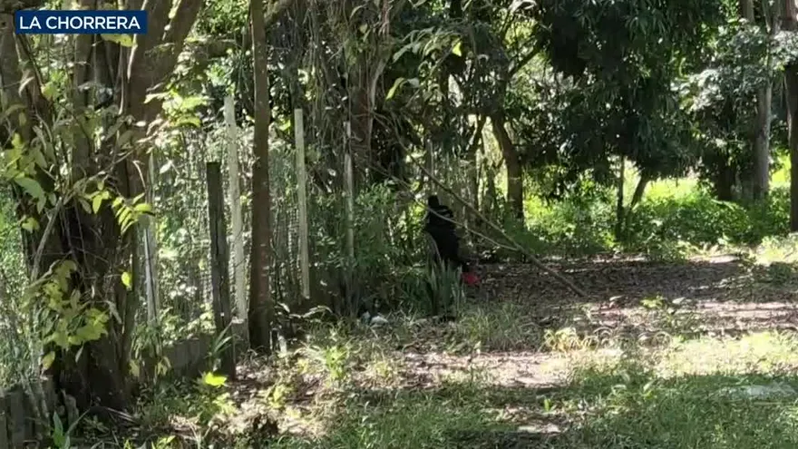 Identifican cadáver de hombre desaparecido en La Chorrera