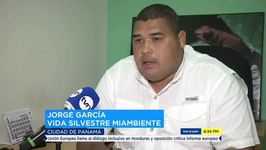 Cocodrilos atemorizan a residentes de Albrook