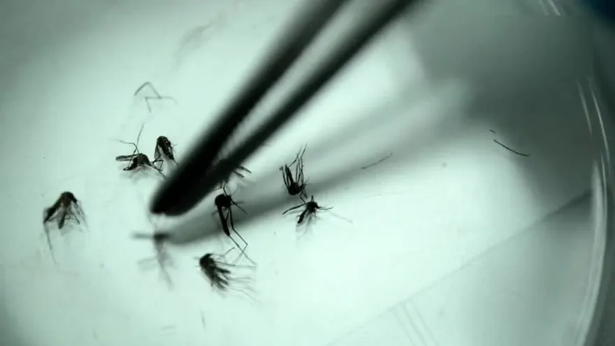 Virus zika podría producir nuevas consecuencias