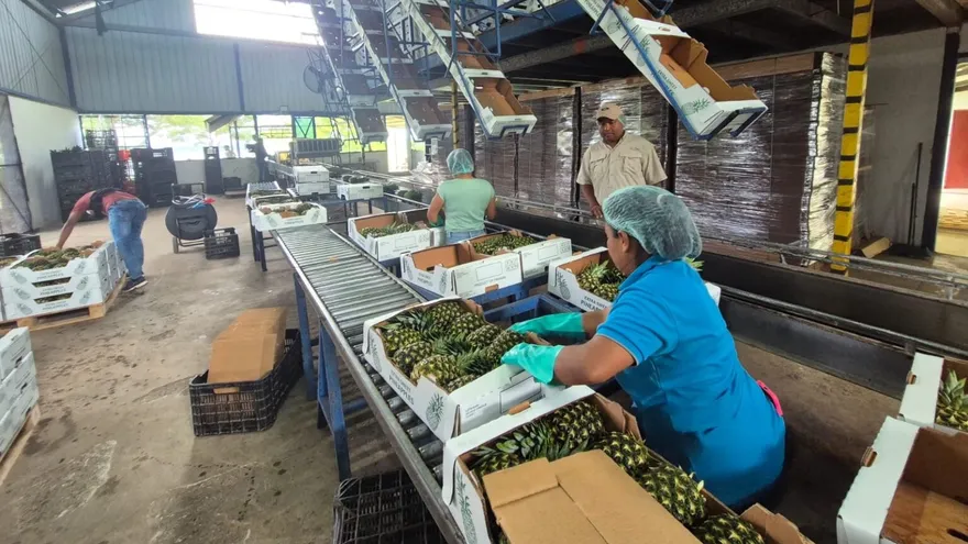 Piña de Panamá Oeste con destino a Arabia Saudita