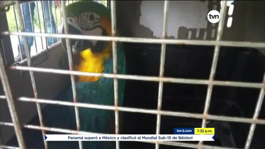 Panamá se enfrenta al tráfico de animales silvestres