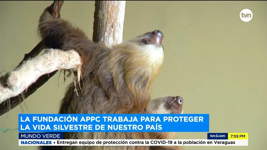 Mundo Verde: Fundación APPC