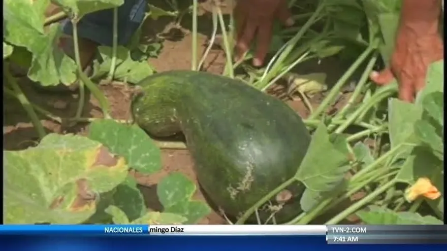 Productores santeños se quejan por falta de venta de zapallos